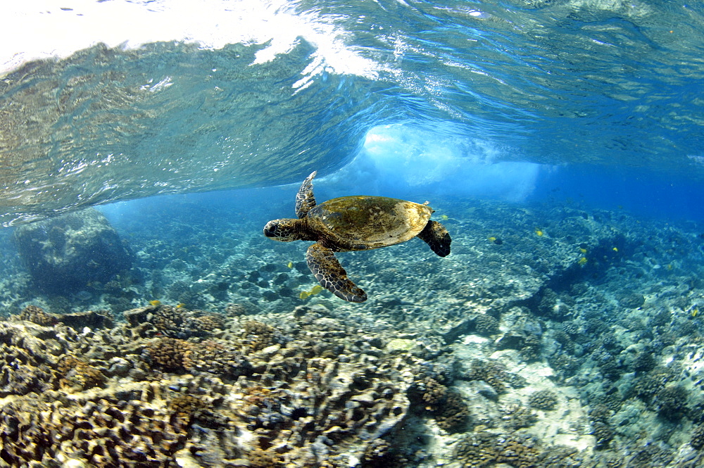 Juvenile green sea turtle (Chelonia mydas) swimming in shallow coral reef, Captain Cook, Big Island, Hawaii, United States of America, Pacific