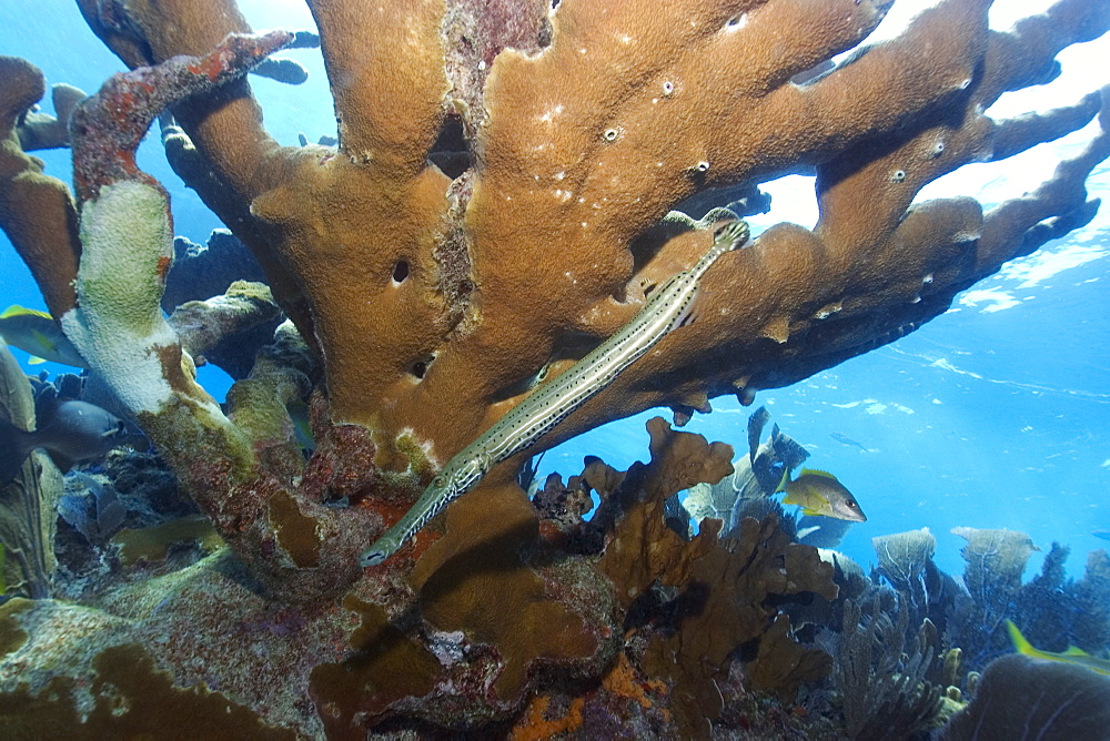 Trumpetfish (Aulostomus maculatus) swims next to elkhorn coral (Acropora palmata), Molasses Reef, Key Largo, Florida, United States of America, North America