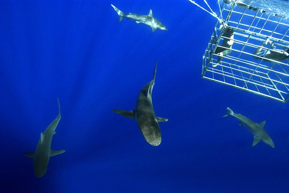 Thrill seekers experience cage diving with Galapagos sharks (Carcharhinus galapagensis), North shore, Oahu, Hawaii, United States of America, Pacific