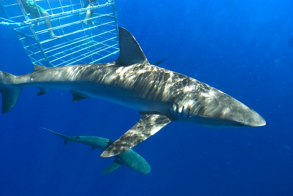 Thrill seekers experience cage diving with Galapagos sharks (Carcharhinus galapagensis), North shore, Oahu, Hawaii, United States of America, Pacific