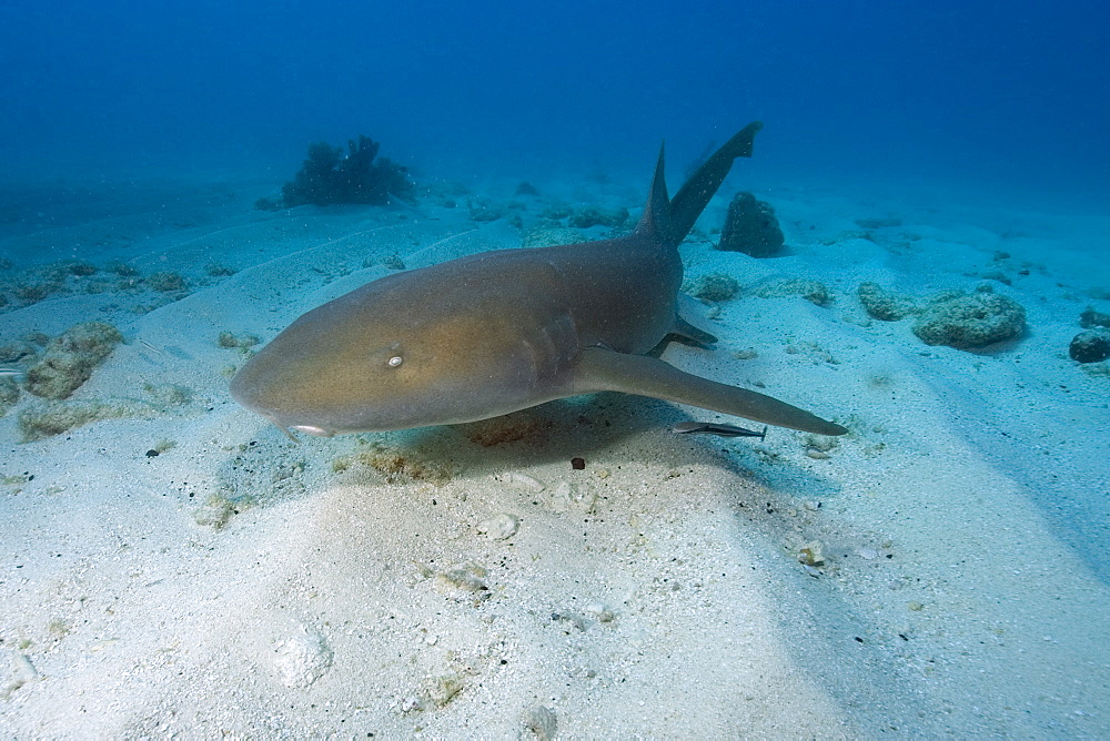 Nurse shark (Ginglymostoma cirratum), Molasses Reef, Key Largo, Florida, United States of America, North America