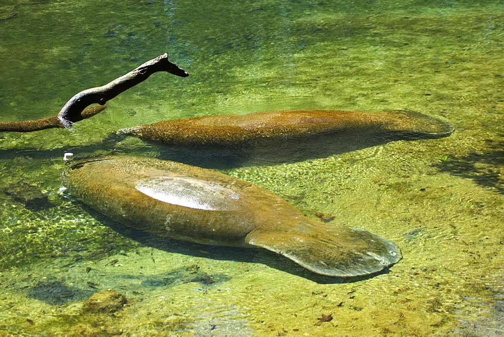 Florida manatee (Trichechus manatus latirostris), Homosassa Springs Wildlife State Park, Florida, United States of America, North America