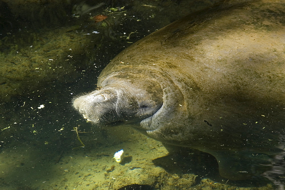 Florida manatee (Trichechus manatus latirostris), Homosassa Springs Wildlife State Park, Florida, United States of America, North America