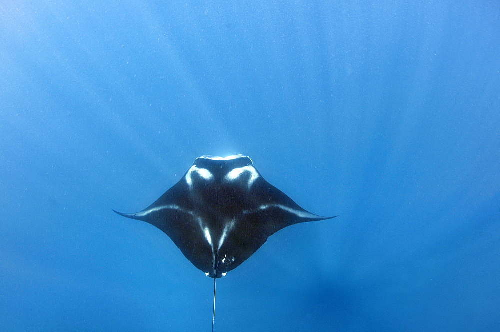 Giant manta ray (Manta birostris), Pohnpei, Federated States of Micronesia, Caroline Islands, Micronesia, Pacific Ocean, Pacific