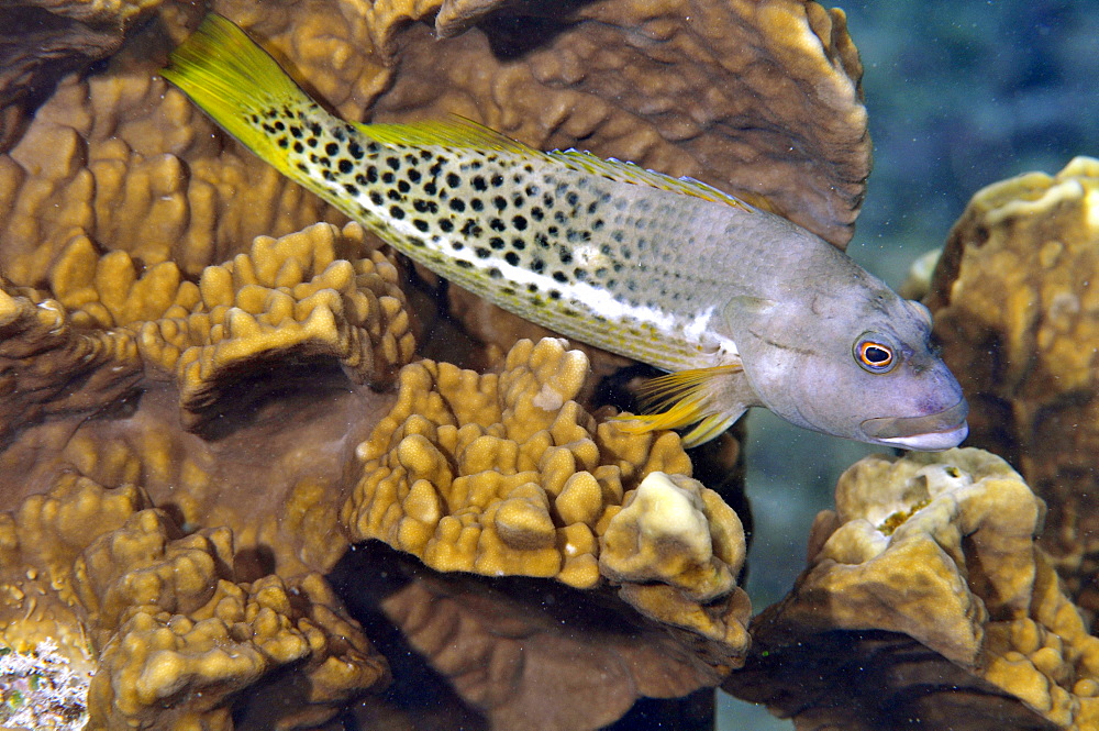 Halfspotted hawkfish (Paracirrhites hemistictus), Pohnpei, Federated States of Micronesia, Caroline Islands, Micronesia, Pacific Ocean, Pacific