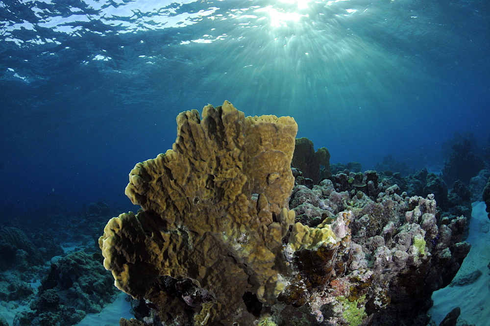 Coral reef and sun rays, Black Coral Island, Kitti Province, Pohnpei, Federated States of Micronesia, Caroline Islands, Micronesia, Pacific Ocean, Pacific