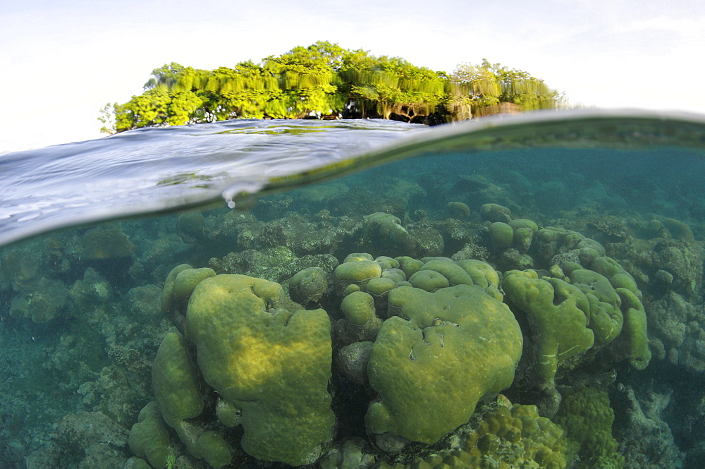 Split image of Black Coral island and coral reef, Pohnpei, Federated States of Micronesia, Caroline Islands, Micronesia, Pacific Ocean, Pacific