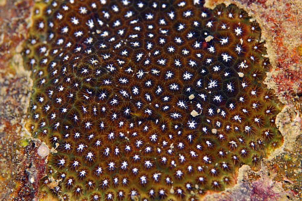 Hard coral detail, Pohnpei, Federated States of Micronesia, Caroline Islands, Micronesia, Pacific Ocean, Pacific