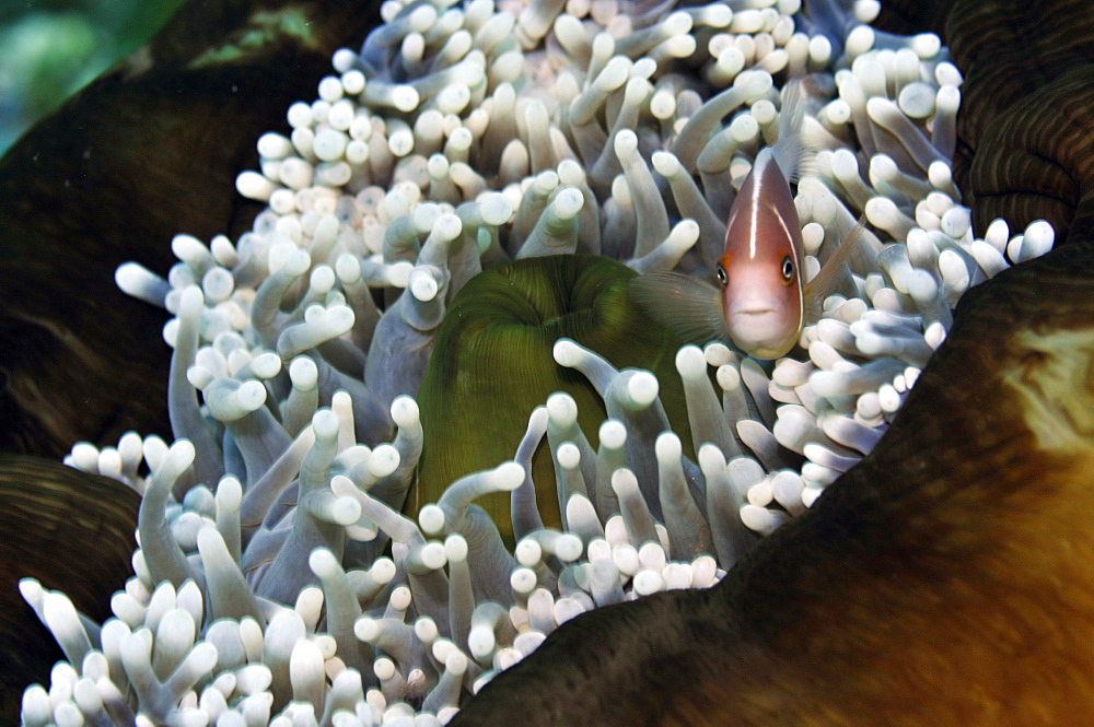 Pink anemonefish (Amphiprion periderion) in host anemone, Pohnpei, Federated States of Micronesia, Caroline Islands, Micronesia, Pacific Ocean, Pacific