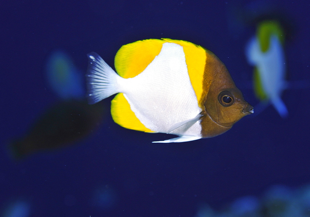 Pyramid butterflyfish (Hemitaurichthys polylepis), Pohnpei, Federated States of Micronesia, Caroline Islands, Micronesia, Pacific Ocean, Pacific