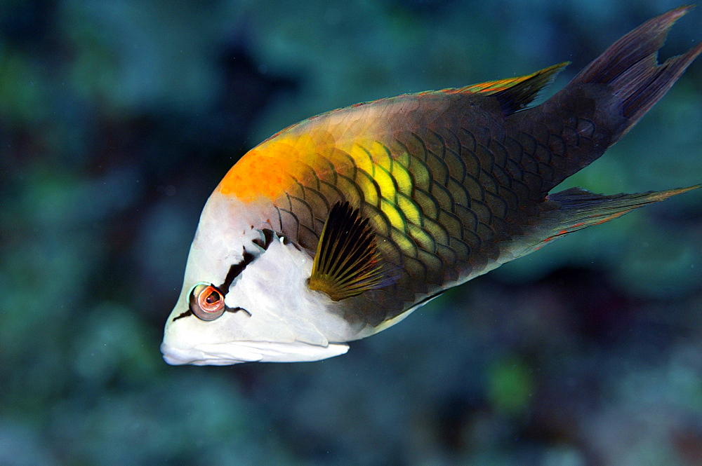 Slingjaw wrasse (Epibulus insidiator), Pohnpei, Federated States of Micronesia, Caroline Islands, Micronesia, Pacific Ocean, Pacific