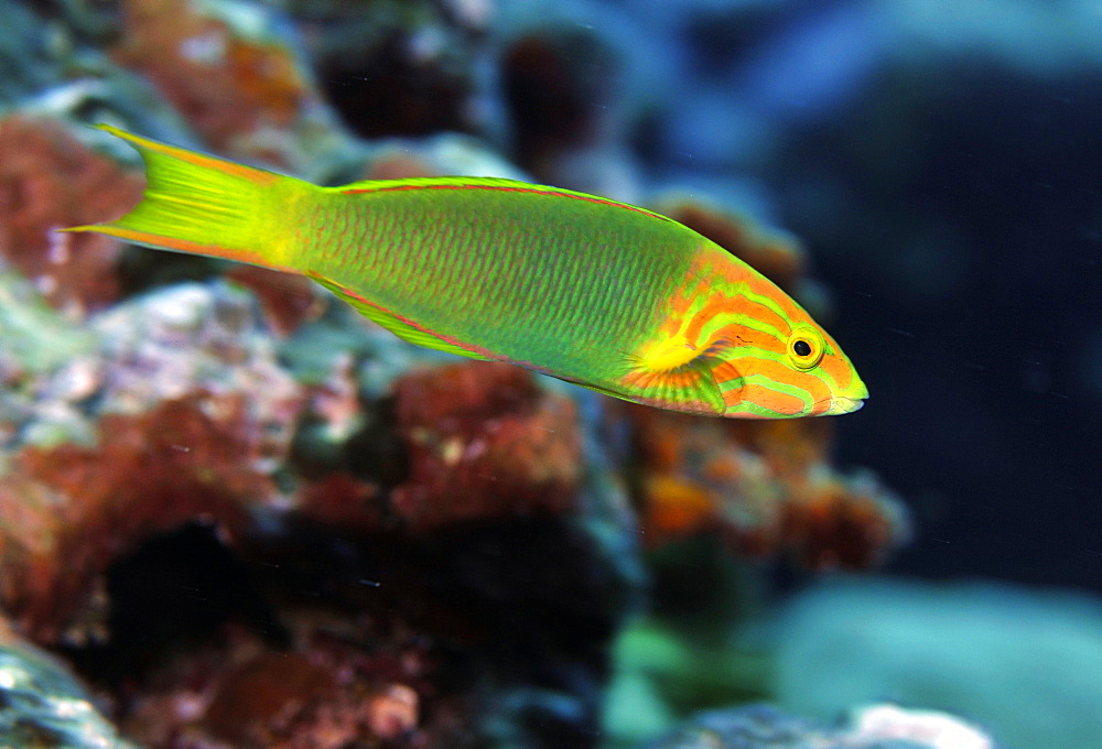 Sunset wrasse (Thalassoma lutescens) initial phase, Pohnpei, Federated States of Micronesia, Caroline Islands, Micronesia, Pacific Ocean, Pacific