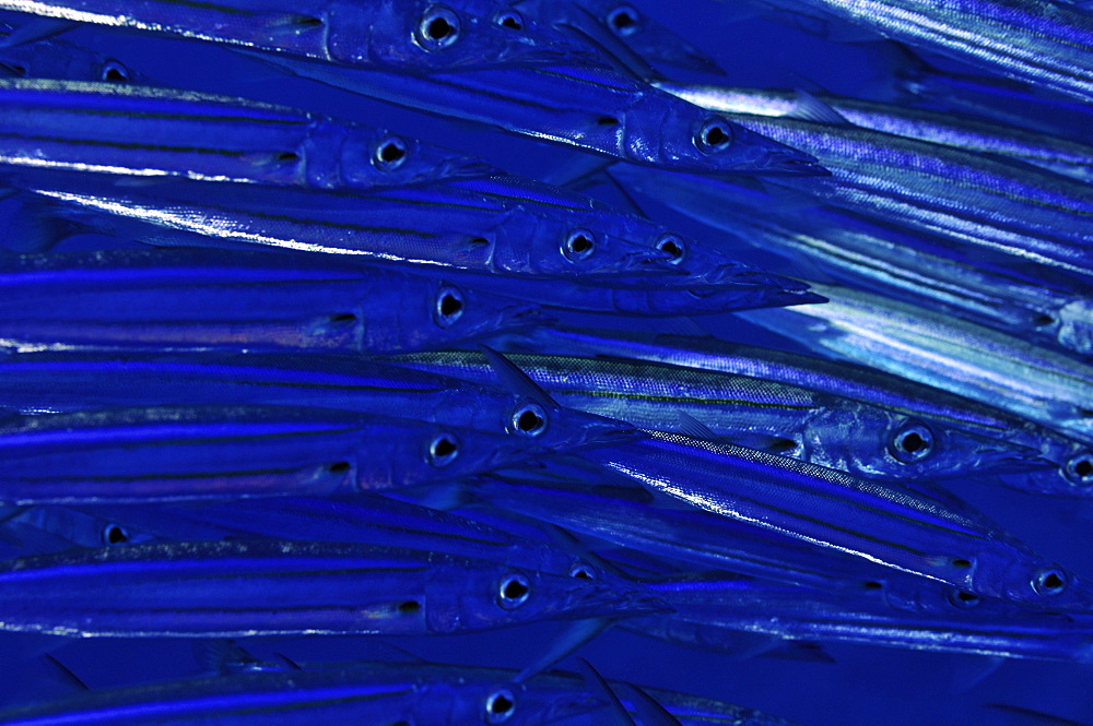 School of bigeye barracuda (Sphyraena forsteri), Pohnpei, Federated States of Micronesia, Caroline Islands, Micronesia, Pacific Ocean, Pacific