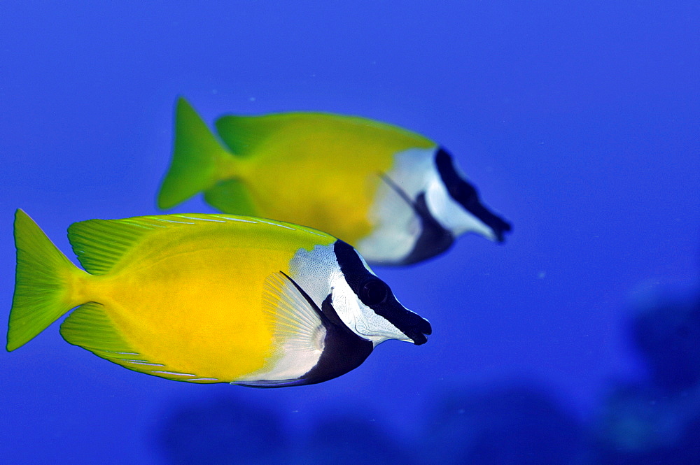 Pair of foxface rabbitfish (Siganus unimaculatus), Pohnpei, Federated States of Micronesia, Caroline Islands, Micronesia, Pacific Ocean, Pacific