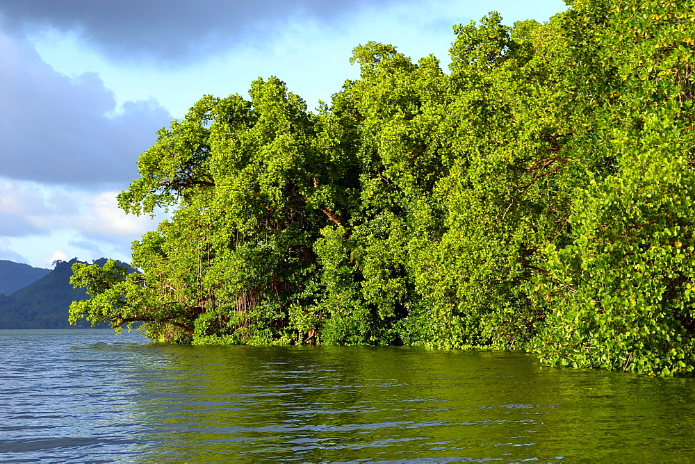 Mangrove close to Nan Madol, Madolenihmw Province, Pohnpei, Federated States of Micronesia, Caroline Islands, Micronesia, Pacific Ocean, Pacific