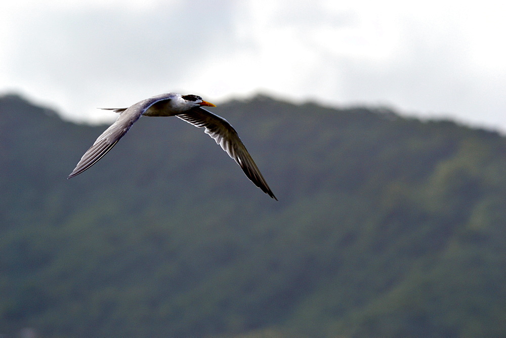 Sea gull in flight, Pohnpei, Federated States of Micronesia, Caroline Islands, Micronesia, Pacific Ocean, Pacific