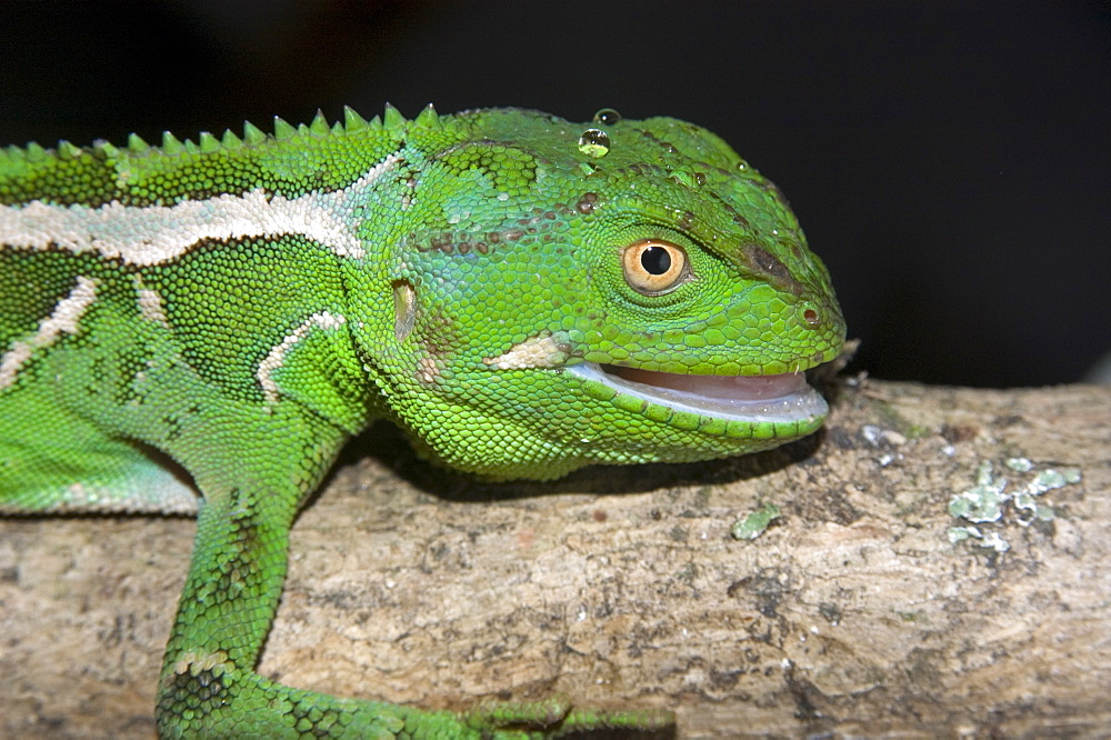 Ihering's Fathead Anole (Enyalius iheringii) from Cunha, in captivity, Sao Paulo, Brazil, South America