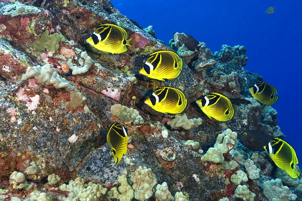 Racoon butterflyfish (Chaetodon lunula), Kailua-Kona, Hawaii, United States of America, Pacific