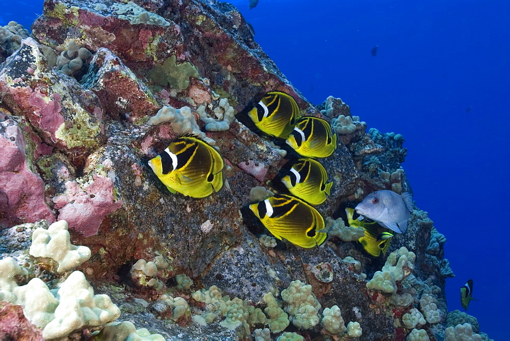 Racoon butterflyfish (Chaetodon lunula), Kailua-Kona, Hawaii, United States of America, Pacific