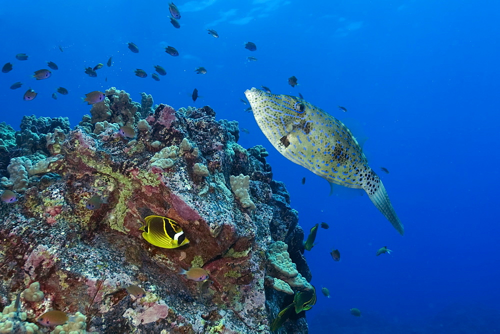 Scrawled filefish (Aluterus scriptus) swims next to reef, Kailua-Kona, Hawaii, United States of America, Pacific