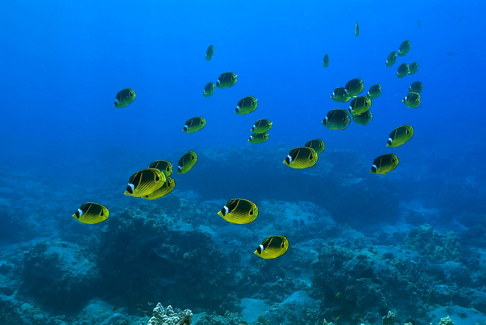 Racoon butterflyfish (Chaetodon lunula), Kailua-Kona, Hawaii, United States of America, Pacific