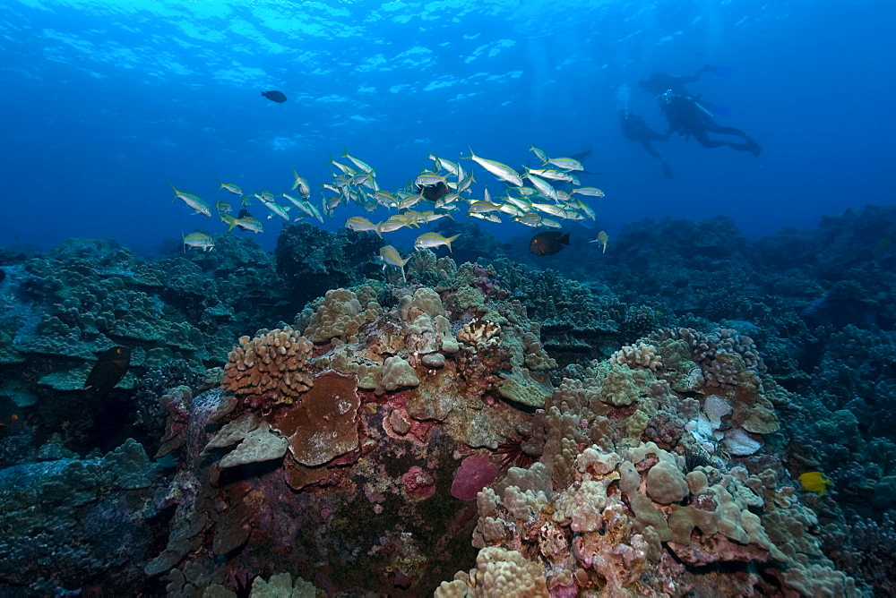 Yellowstripe goatfish (Mulloidichthys vanicolensis), Kailua-Kona, Hawaii, United States of America, Pacific