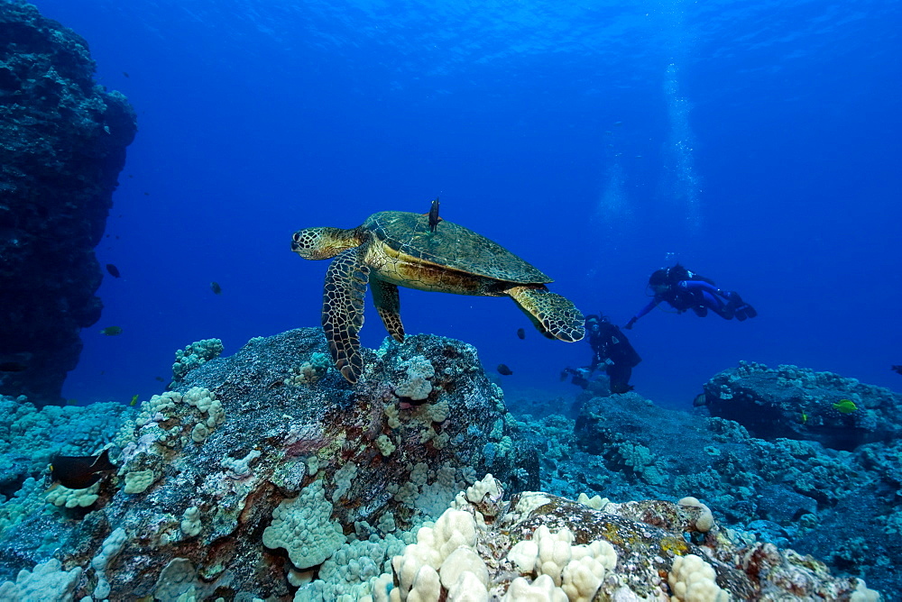 Green sea turtle (Chelonia mydas) and scuba divers,  Kailua-Kona, Hawaii, United States of America, Pacific