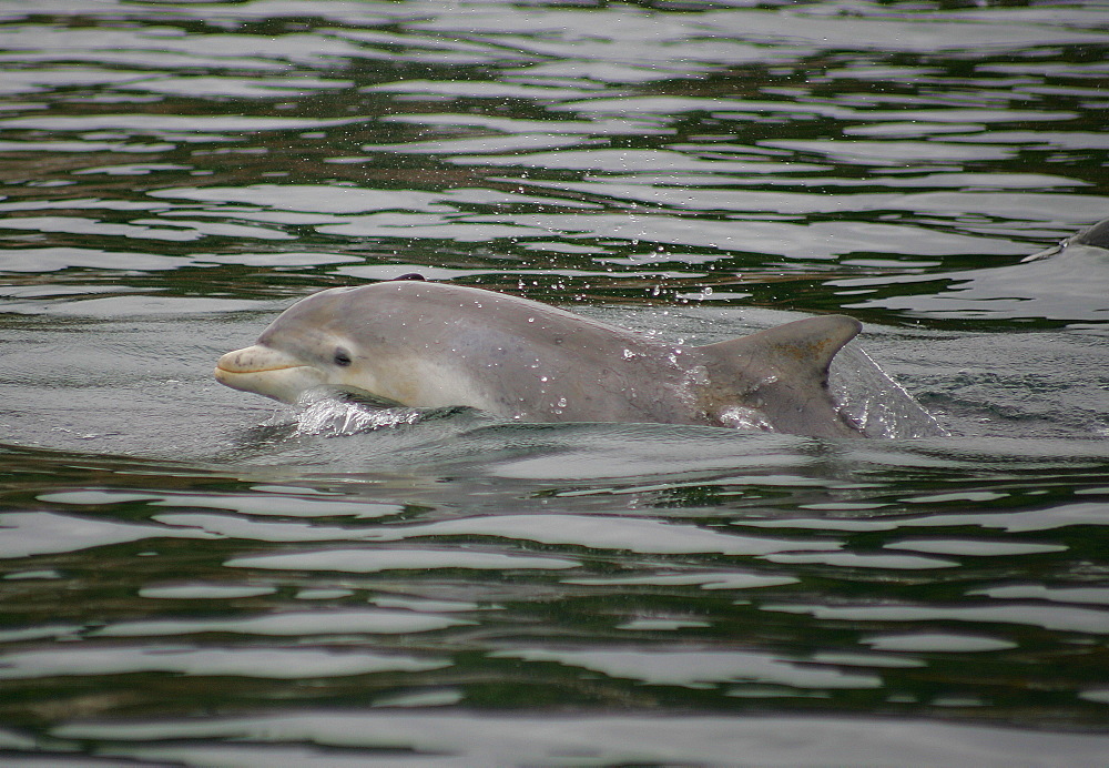 A young Bottlenose Dolphin calf (Tursiops truncatus) surfaces to breathe from the Moray Firth, Scotland.