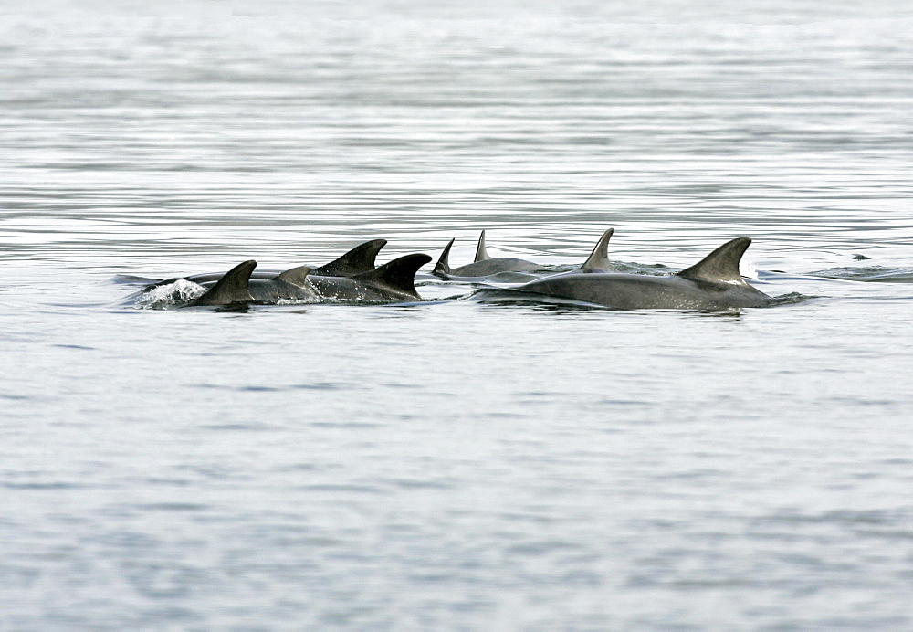 A group of resident bottlenose dolphins (Tursiops truncatus) travel through the Moray Firth, Scotland. This is a mother and calf group in calm water exhibiting resting behaviour.