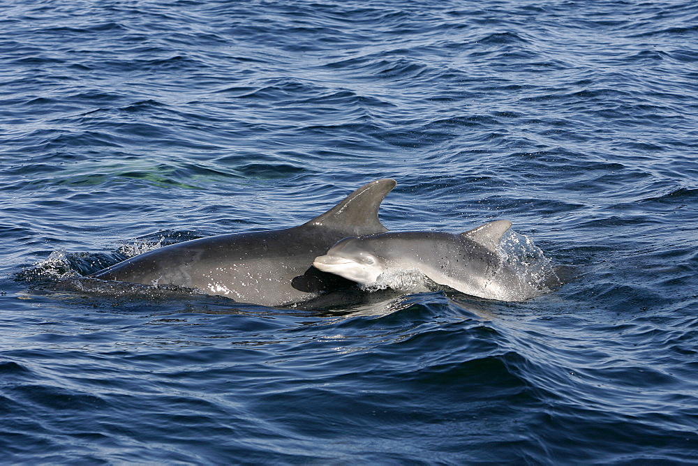 A neonate (newborn) bottle nose calf surfaces beside a research boat next to its mother, Moray Firth, Scotland.