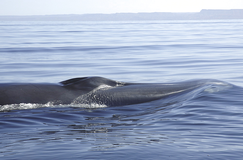 Fin whale (Balaenoptera physalus) head shoving a bow wave in front of it. 
Gulf of California. (A4 only)