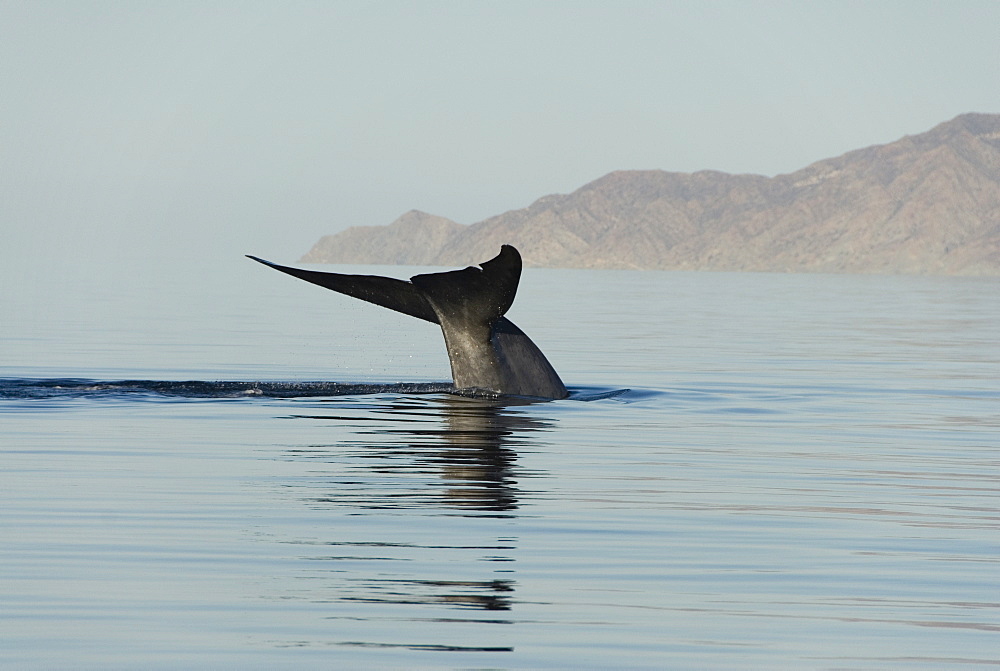 Blue whale (Balaenoptera musculus). The tail of a blue whale.Gulf of California.