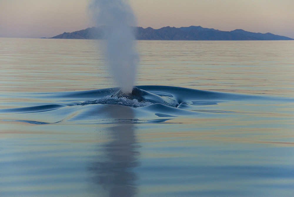 Blue whale (Balaenoptera musculus). In the early light and silky sea a gentle blue whale barely makes a ripple. Gulf of California.