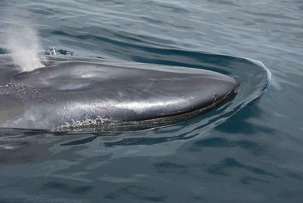 Blue whale (Balaenoptera musculus). A close up of the top of a blue whales head. On the front lip can be seen a small fish which live on the whale. Gulf of California.