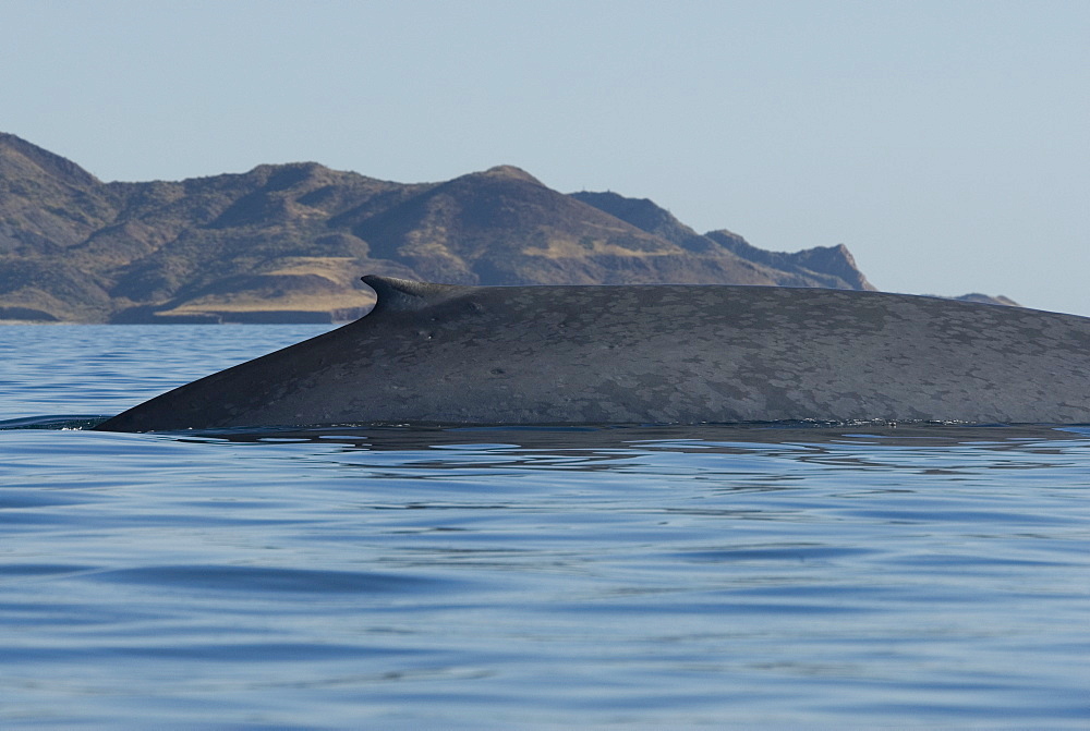 Blue whale (Balaenoptera musculus). The typically mottled skin colouring of a blue whale and an equally typical dorsal fin. Gulf of California.