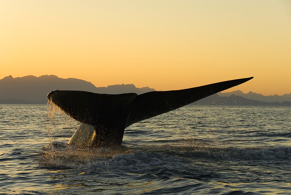 Blue whale (Balaenoptera musculus). A blue whale tail slides into the sea at sunset. Gulf of California.