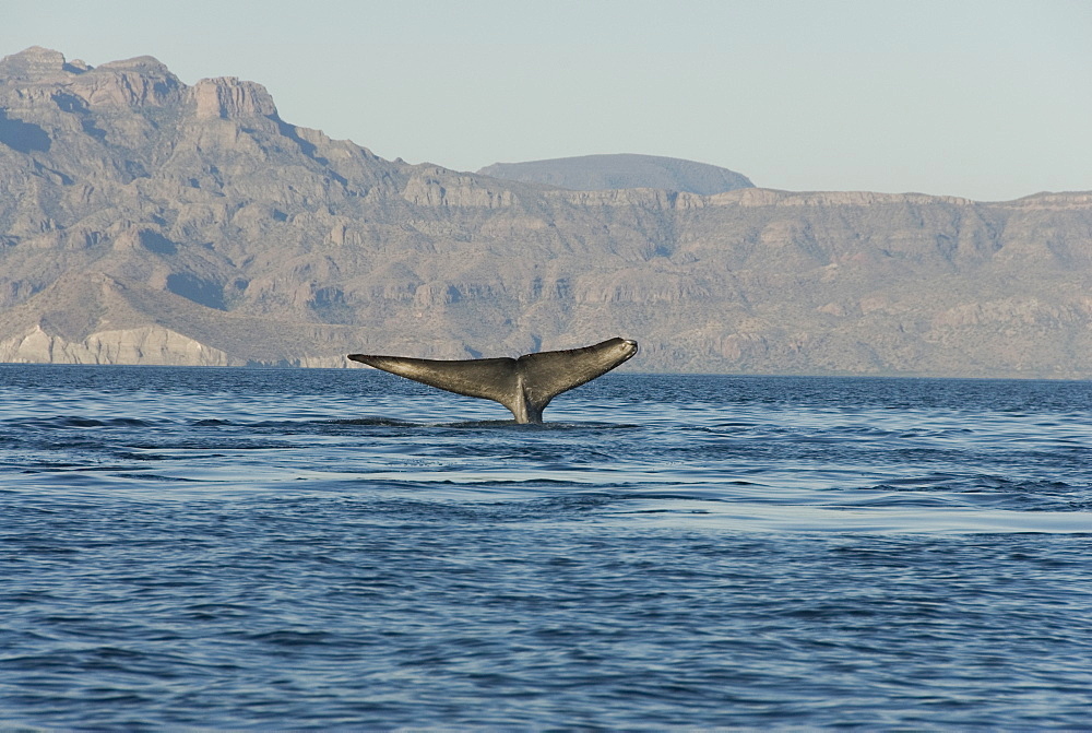 Blue whale (Balaenoptera musculus). The tail of a blue whale showing clear damage to one fluke, a large part of which is missing. Gulf of California.