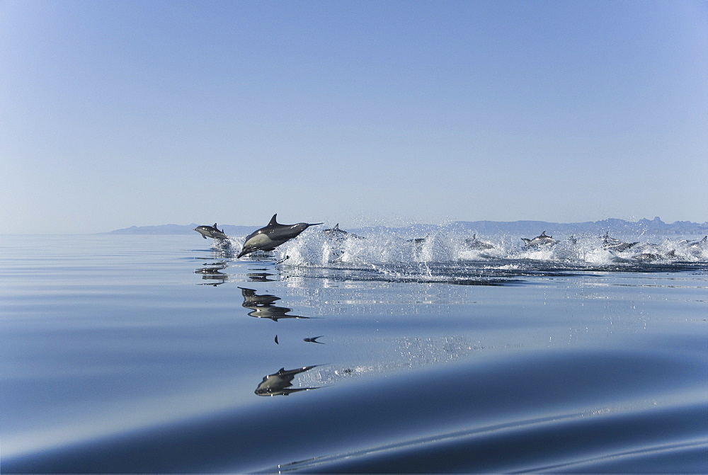 Common Dolphins. Baja, Mexico