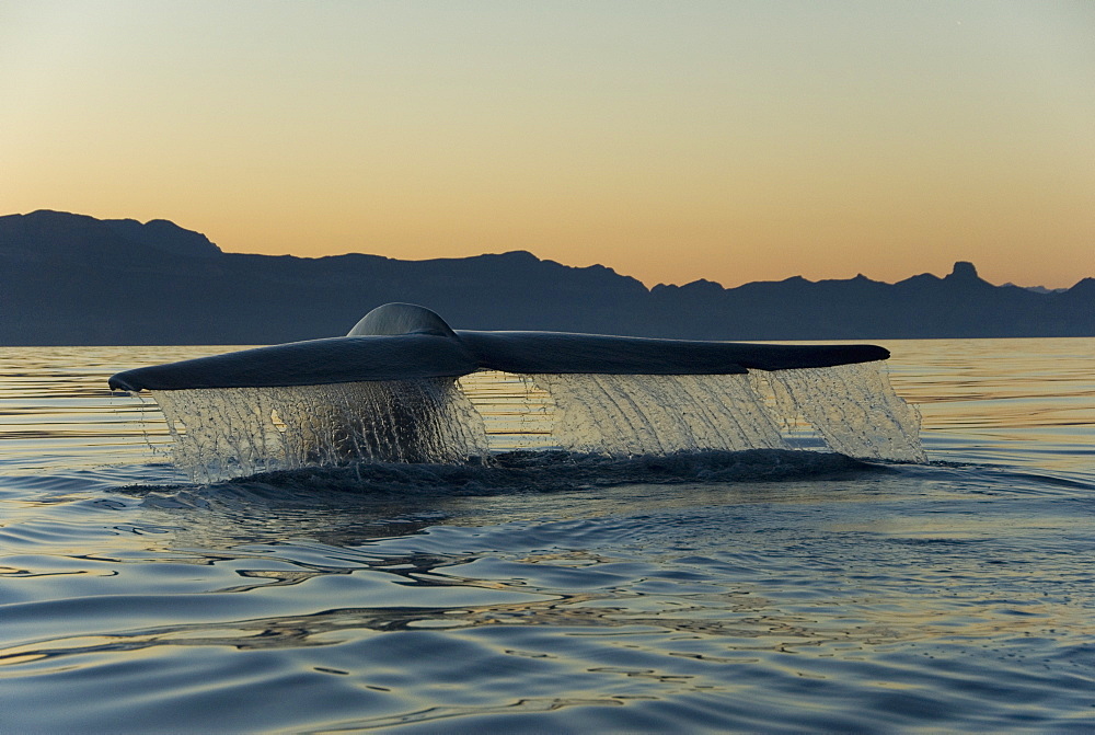 Blue whale (Balaenoptera musculus). A blue whale tail as it leaves the water prior to diving. Gulf of California.