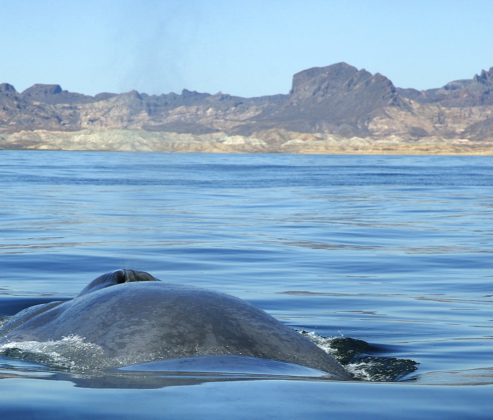 Blue whale (Balaenoptera musculus). A view down the back of a blue whale showing the typical colouration. Gulf of California.