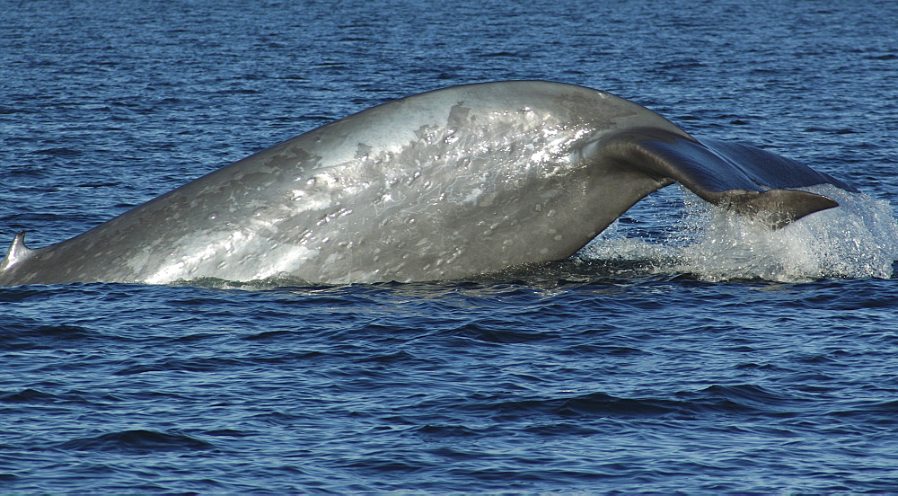 Blue whale (Balaenoptera musculus). The huge tail stock of a blue whale showing lots of round scars thought to be from cookie cutter sharks. The tiny dorsal fin is clealry visible to the left. Gulf of California.