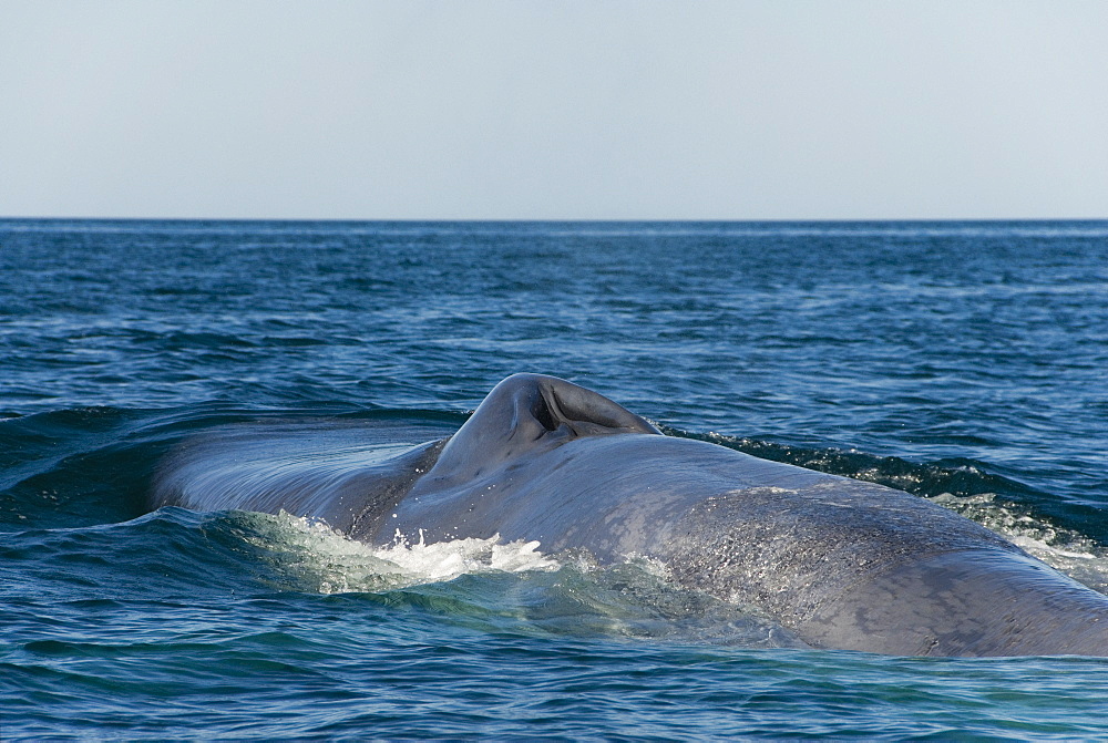 Blue whale (balaenoptera musculus). Blowhole and part of back of a blue whale. Gulf of California.