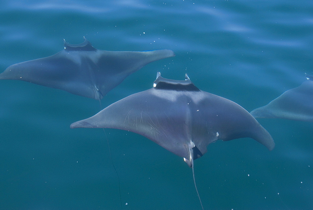 Mobula ray (Mobula japonica). Mobula rays showing the long tail. Gulf of California.