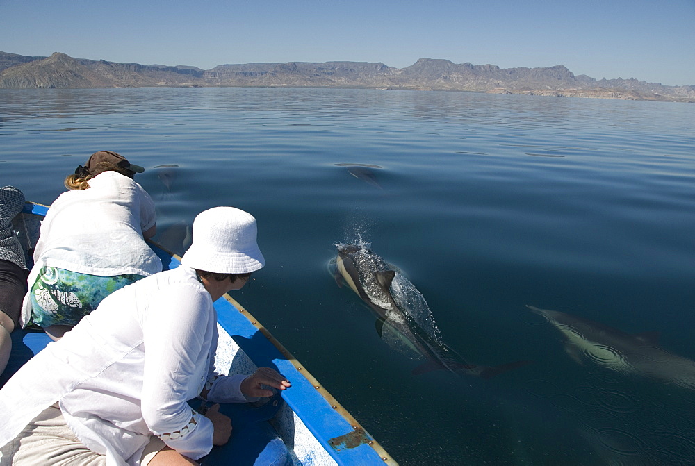 Common Dolphins. Baja, Mexico