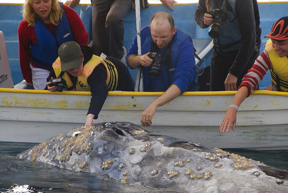 Gray whale (Eschrichtius robustus). Tourists touching a gray whale that is playing with their boat. Mexico.