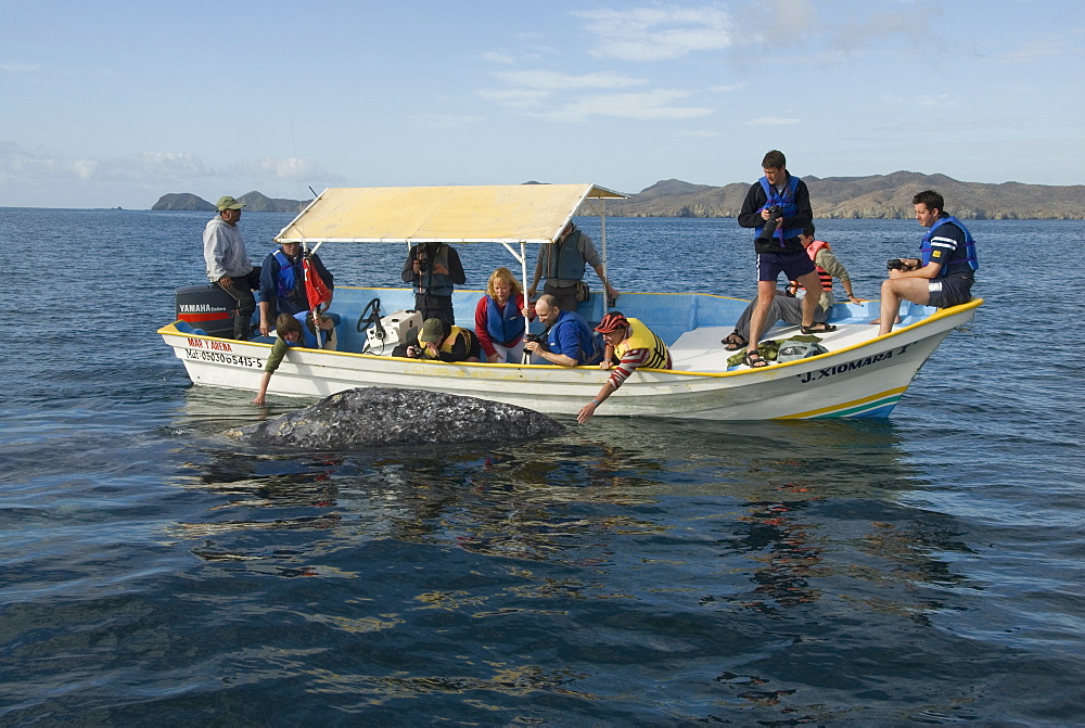 Gray whale (Eschrichtius robustus). A friendly gray whale allows tourists to stroke it. Mexico.