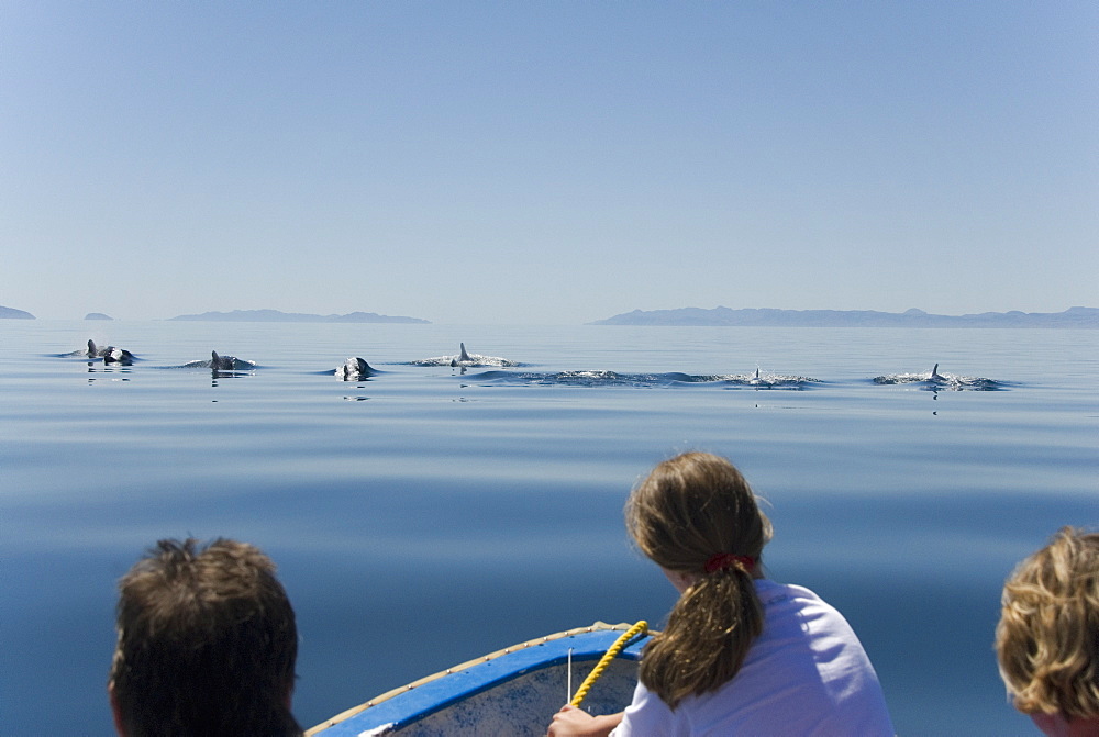 Short finned pilot whale (Globicephala macrorynchus). Tourists watch a group of pilot whales moving calmly through a silky sea.  Gulf of California.