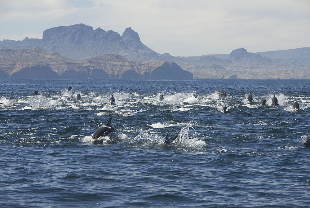 Super pod or large group of common dolphins. Baja, Mexico