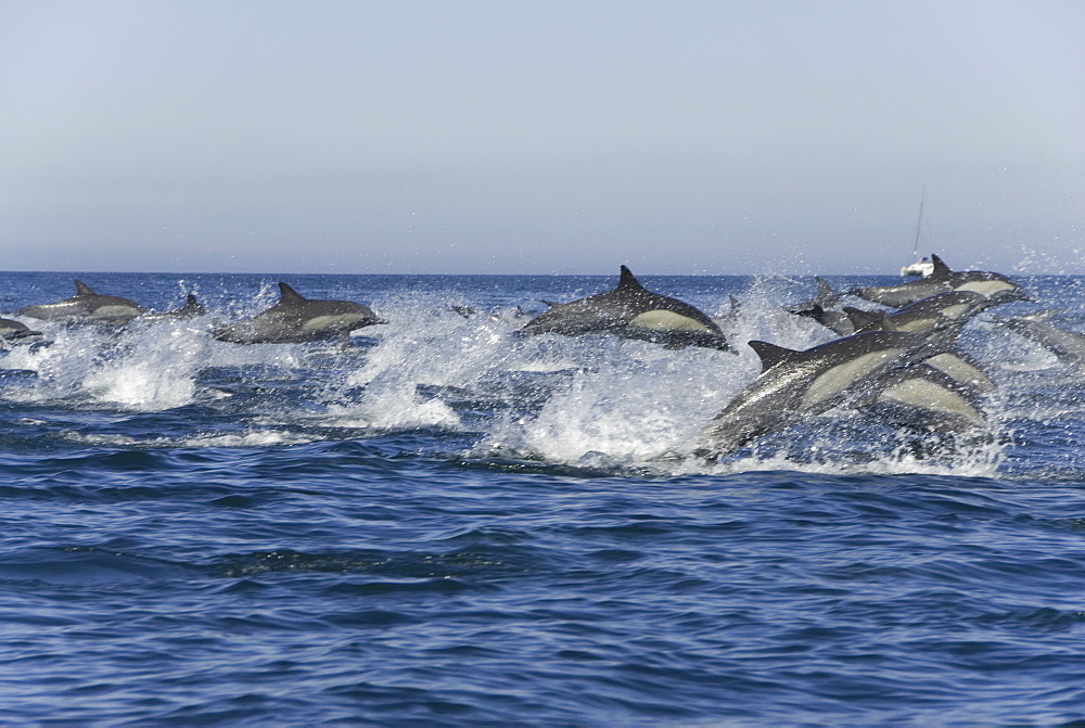 Super pod or large group of common dolphins. Baja, Mexico