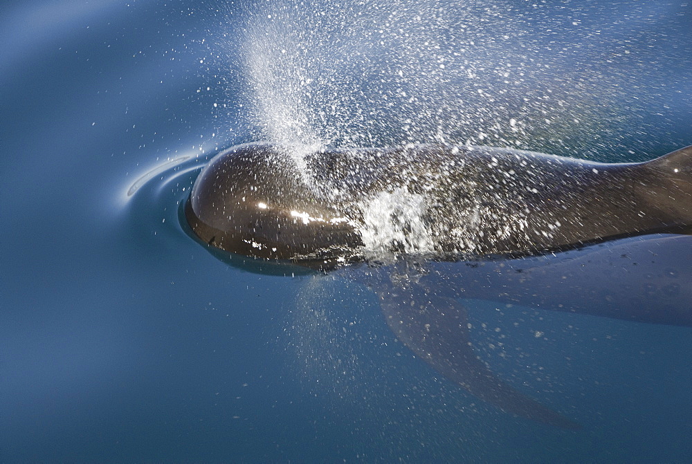 Short finned pilot whale (Globicephala macrorynchus). A reflection of a blow from a surfacing pilot whale. The pectoral fin clearly visible.  Gulf of California.